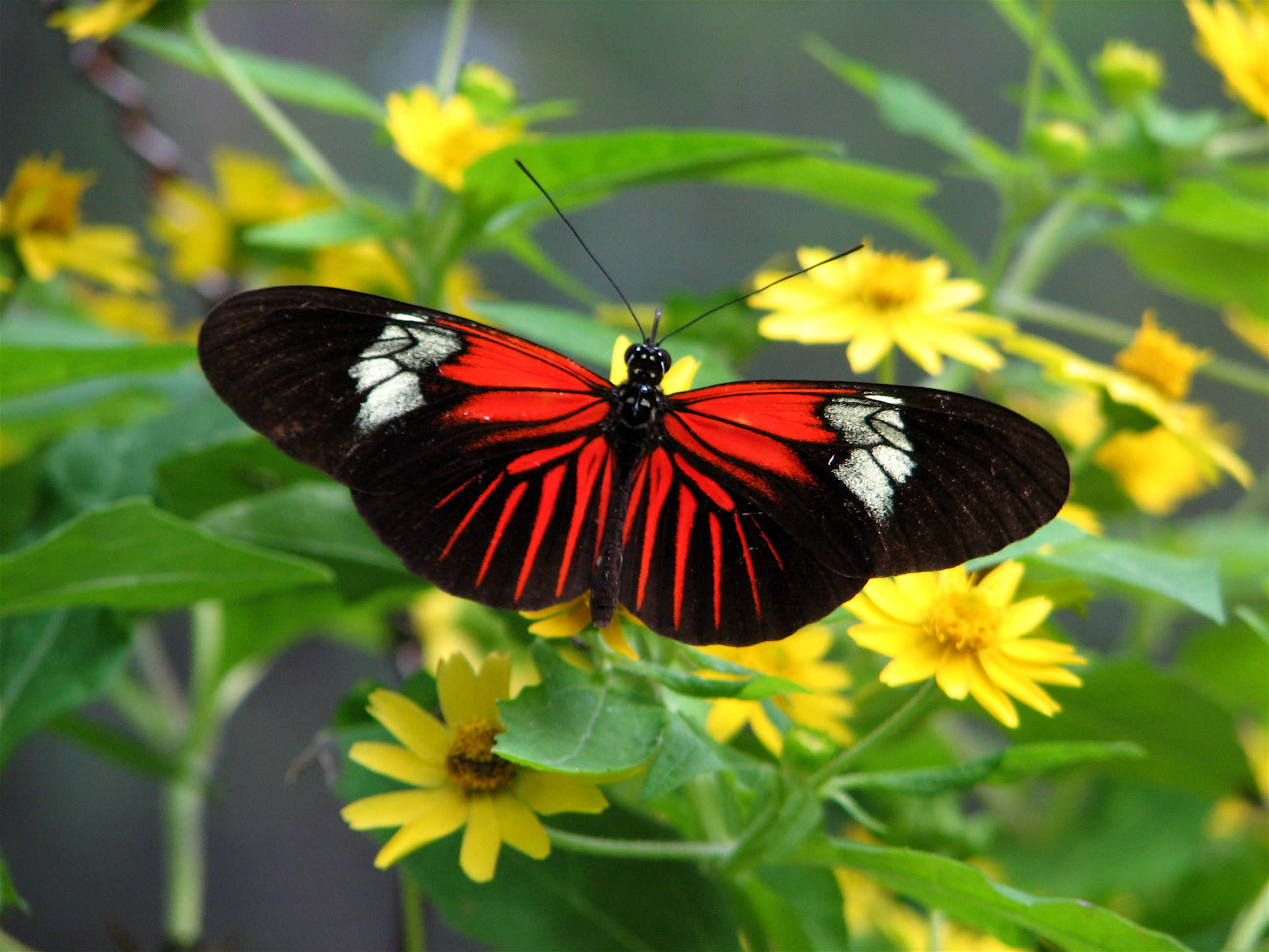 Butterfly - Macro Ph
